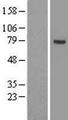 ACSL3 Protein - Western validation with an anti-DDK antibody * L: Control HEK293 lysate R: Over-expression lysate