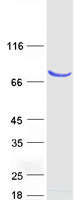 ACSL3 Protein - Purified recombinant protein ACSL3 was analyzed by SDS-PAGE gel and Coomassie Blue Staining