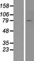 ACSL4 / FACL4 Protein - Western validation with an anti-DDK antibody * L: Control HEK293 lysate R: Over-expression lysate