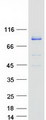 ACSL4 / FACL4 Protein - Purified recombinant protein ACSL4 was analyzed by SDS-PAGE gel and Coomassie Blue Staining