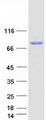 ACSL6 Protein - Purified recombinant protein ACSL6 was analyzed by SDS-PAGE gel and Coomassie Blue Staining