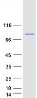 ACSL6 Protein - Purified recombinant protein ACSL6 was analyzed by SDS-PAGE gel and Coomassie Blue Staining