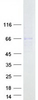 ACSM4 Protein - Purified recombinant protein ACSM4 was analyzed by SDS-PAGE gel and Coomassie Blue Staining