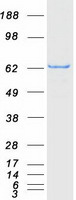 ACSM5 / MACS3 Protein - Purified recombinant protein ACSM5 was analyzed by SDS-PAGE gel and Coomassie Blue Staining