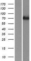 ACSS1 Protein - Western validation with an anti-DDK antibody * L: Control HEK293 lysate R: Over-expression lysate