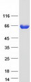 ACSS3 Protein - Purified recombinant protein ACSS3 was analyzed by SDS-PAGE gel and Coomassie Blue Staining
