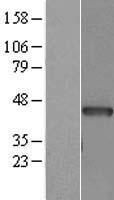 ACTC1 / Alpha Cardiac Actin Protein - Western validation with an anti-DDK antibody * L: Control HEK293 lysate R: Over-expression lysate