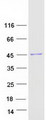 ACTG1 / Gamma Actin Protein - Purified recombinant protein ACTG1 was analyzed by SDS-PAGE gel and Coomassie Blue Staining