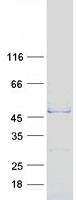 ACTL7B Protein - Purified recombinant protein ACTL7B was analyzed by SDS-PAGE gel and Coomassie Blue Staining
