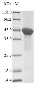 ACTL8 Protein - (Tris-Glycine gel) Discontinuous SDS-PAGE (reduced) with 5% enrichment gel and 15% separation gel.