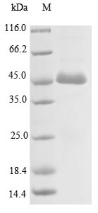 ACTL8 Protein - (Tris-Glycine gel) Discontinuous SDS-PAGE (reduced) with 5% enrichment gel and 15% separation gel.