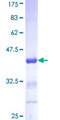 ACTN1 Protein - 12.5% SDS-PAGE Stained with Coomassie Blue.