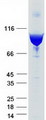 ACTN1 Protein - Purified recombinant protein ACTN1 was analyzed by SDS-PAGE gel and Coomassie Blue Staining