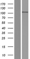 ACTN2 Protein - Western validation with an anti-DDK antibody * L: Control HEK293 lysate R: Over-expression lysate