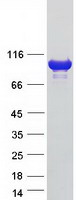ACTN2 Protein - Purified recombinant protein ACTN2 was analyzed by SDS-PAGE gel and Coomassie Blue Staining