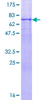 ACTR1B Protein - 12.5% SDS-PAGE of human ACTR1B stained with Coomassie Blue