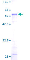 ACTR2 / ARP2 Protein - 12.5% SDS-PAGE of human ACTR2 stained with Coomassie Blue