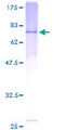 ACTR3 Protein - 12.5% SDS-PAGE of human ACTR3 stained with Coomassie Blue