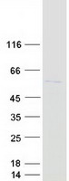 ACTR3 Protein - Purified recombinant protein ACTR3 was analyzed by SDS-PAGE gel and Coomassie Blue Staining