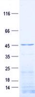 ACTR6 Protein