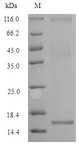 ACTRIIB / ACVR2B Protein - (Tris-Glycine gel) Discontinuous SDS-PAGE (reduced) with 5% enrichment gel and 15% separation gel.