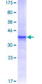 ACTRIIB / ACVR2B Protein - 12.5% SDS-PAGE Stained with Coomassie Blue.