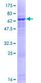 ACTRT1 Protein - 12.5% SDS-PAGE of human ACTRT1 stained with Coomassie Blue