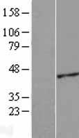 ACTRT2 Protein - Western validation with an anti-DDK antibody * L: Control HEK293 lysate R: Over-expression lysate