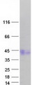 ACVR1C / ALK7 Protein - Purified recombinant protein ACVR1C was analyzed by SDS-PAGE gel and Coomassie Blue Staining