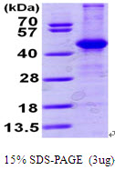 ACY1 / Aminoacylase 1 Protein