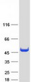 ACY1 / Aminoacylase 1 Protein - Purified recombinant protein ACY1 was analyzed by SDS-PAGE gel and Coomassie Blue Staining