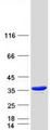 ACY3 Protein - Purified recombinant protein ACY3 was analyzed by SDS-PAGE gel and Coomassie Blue Staining