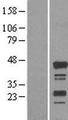 AD037 / RASSF4 Protein - Western validation with an anti-DDK antibody * L: Control HEK293 lysate R: Over-expression lysate