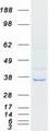 AD037 / RASSF4 Protein - Purified recombinant protein RASSF4 was analyzed by SDS-PAGE gel and Coomassie Blue Staining