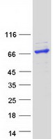 ADAD1 Protein - Purified recombinant protein ADAD1 was analyzed by SDS-PAGE gel and Coomassie Blue Staining