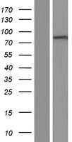 ADAM10 Protein - Western validation with an anti-DDK antibody * L: Control HEK293 lysate R: Over-expression lysate