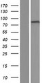 ADAM10 Protein - Western validation with an anti-DDK antibody * L: Control HEK293 lysate R: Over-expression lysate
