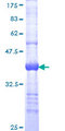 ADAM11 Protein - 12.5% SDS-PAGE Stained with Coomassie Blue.