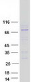 ADAM11 Protein - Purified recombinant protein ADAM11 was analyzed by SDS-PAGE gel and Coomassie Blue Staining