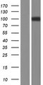 ADAM29 Protein - Western validation with an anti-DDK antibody * L: Control HEK293 lysate R: Over-expression lysate