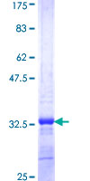 ADAM29 Protein - 12.5% SDS-PAGE Stained with Coomassie Blue.