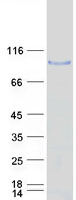 ADAM32 Protein - Purified recombinant protein ADAM32 was analyzed by SDS-PAGE gel and Coomassie Blue Staining