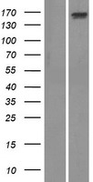 ADAMTS13 Protein - Western validation with an anti-DDK antibody * L: Control HEK293 lysate R: Over-expression lysate