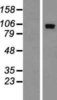 ADAMTS15 Protein - Western validation with an anti-DDK antibody * L: Control HEK293 lysate R: Over-expression lysate