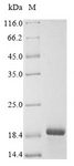 ADAMTS18 Protein - (Tris-Glycine gel) Discontinuous SDS-PAGE (reduced) with 5% enrichment gel and 15% separation gel.