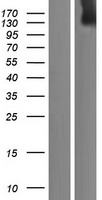ADAMTS20 Protein - Western validation with an anti-DDK antibody * L: Control HEK293 lysate R: Over-expression lysate