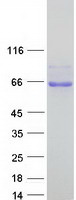 ADAMTSL1 Protein - Purified recombinant protein ADAMTSL1 was analyzed by SDS-PAGE gel and Coomassie Blue Staining
