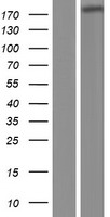 ADAMTSL3 Protein - Western validation with an anti-DDK antibody * L: Control HEK293 lysate R: Over-expression lysate