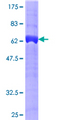 ADAP1 / CENTA1 Protein - 12.5% SDS-PAGE of human CENTA1 stained with Coomassie Blue