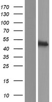 ADAP2 / CENTA2 Protein - Western validation with an anti-DDK antibody * L: Control HEK293 lysate R: Over-expression lysate